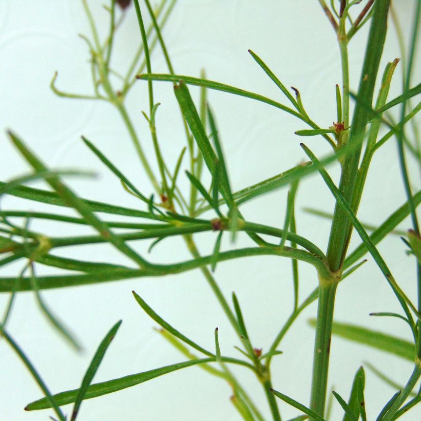 Coreópsis rosea Limerock ruby (Folhagem)