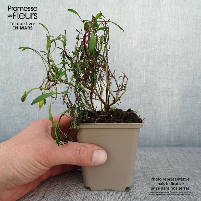 Amostra de Coreopsis Limerock Ruby - Coreopsis rose Vaso de 8/9 cm tal como entregue no inverno