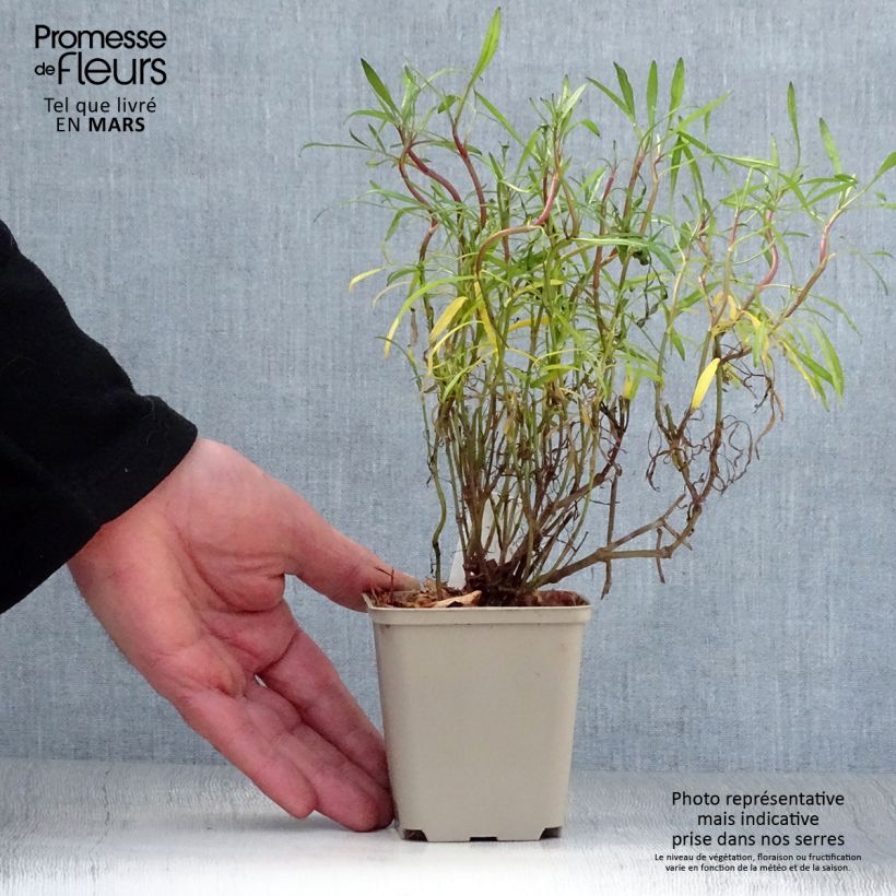 Amostra de Coreópsis rosea Limerock ruby Vaso de 8/9 cm tal como entregue na primavera