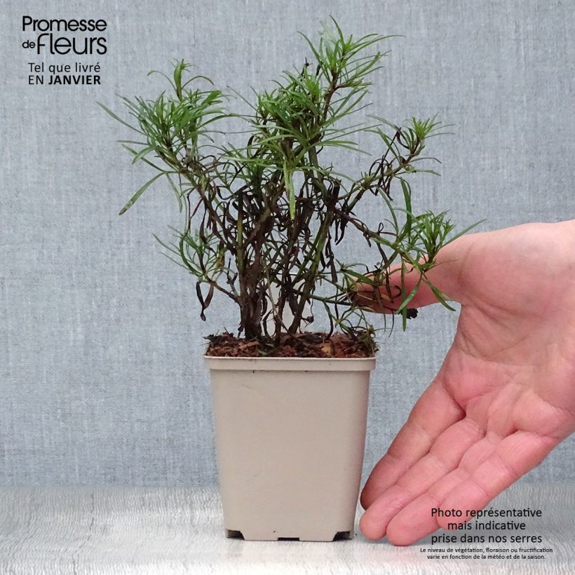 Amostra de Coreopsis Madras Magic - Coréopsis Vaso de 8/9 cm tal como entregue no inverno