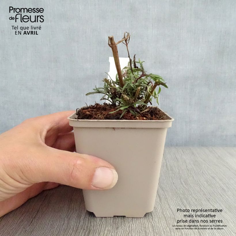 Amostra de Coreópsis Madras Magic Vaso de 8/9 cm tal como entregue na primavera