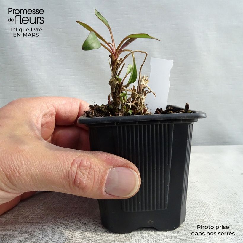 Amostra de Coreópsis Mercury Rising Vaso de 8/9 cm tal como entregue na primavera