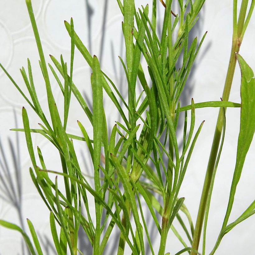 Coreópsis Red Satin (Folhagem)