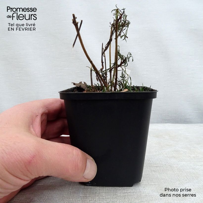 Amostra de Coreópsis Red Satin Vaso de 8/9 cm tal como entregue no inverno