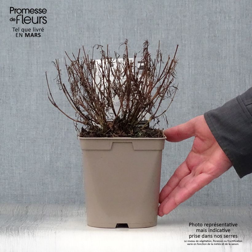 Amostra de Coreópsis Red Satin Vaso de 2 L/3 L tal como entregue na primavera