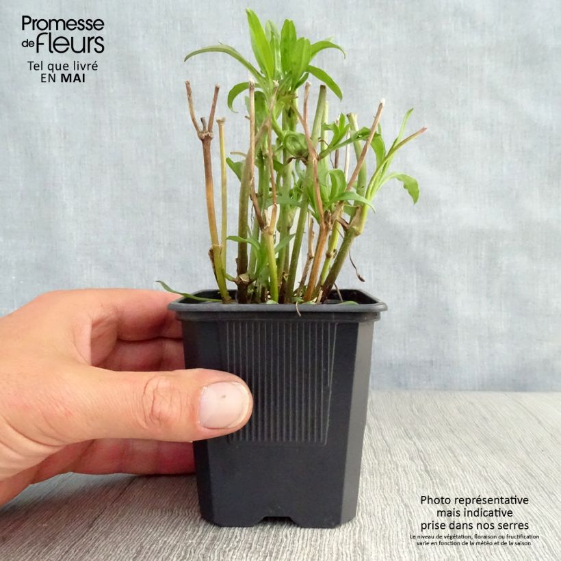 Amostra de Coreópsis Redshift Vaso de 8/9 cm tal como entregue na primavera