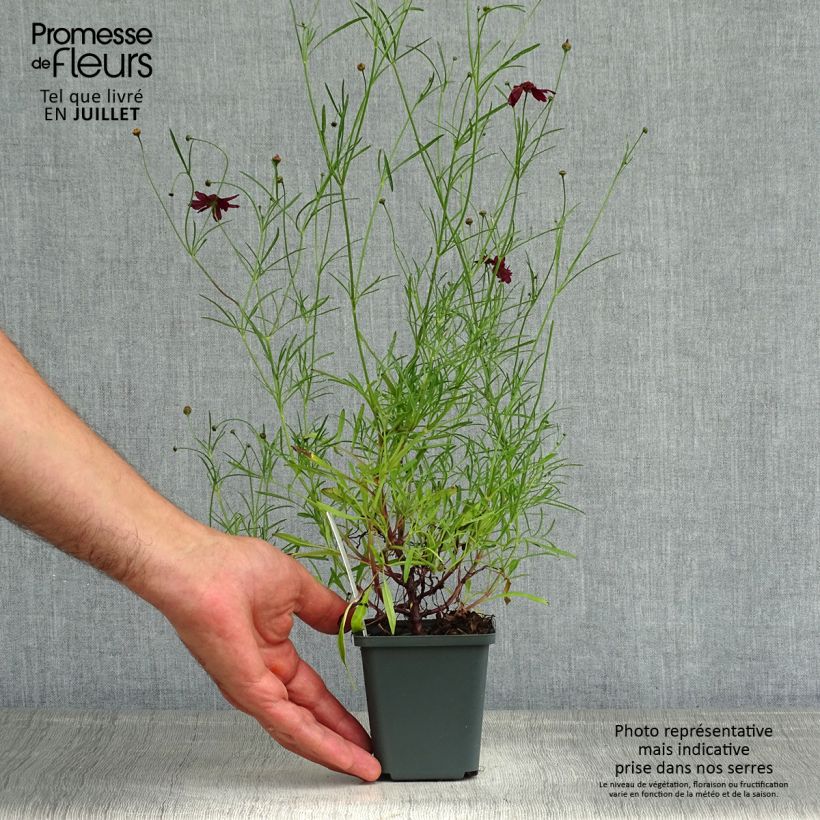 Amostra de Coreópsis verticillata Ruby Red Vaso de 8/9 cm tal como entregue no verão