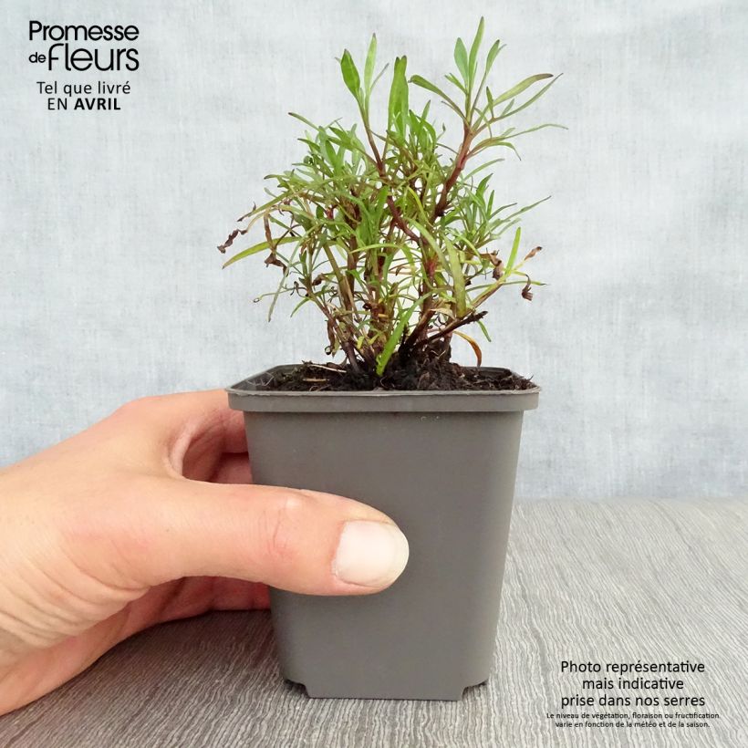 Amostra de Coreópsis verticillata Ruby Red Vaso de 8/9 cm tal como entregue na primavera