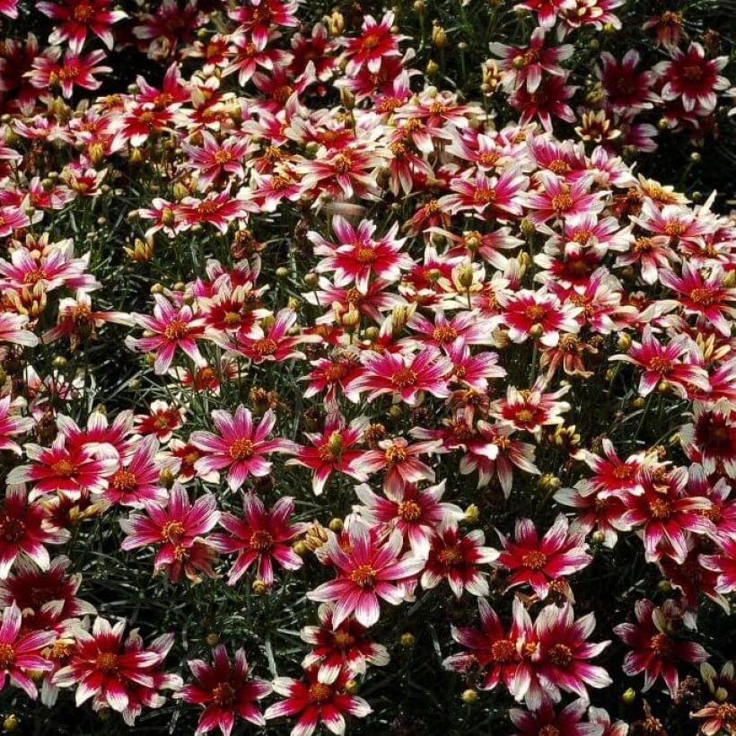 Coreópsis Sunstar Rose (Floração)