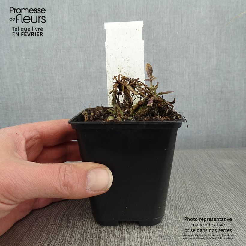 Amostra de Coreopsis Tequila Sunrise Godet de 8/9 cm tal como entregue no inverno