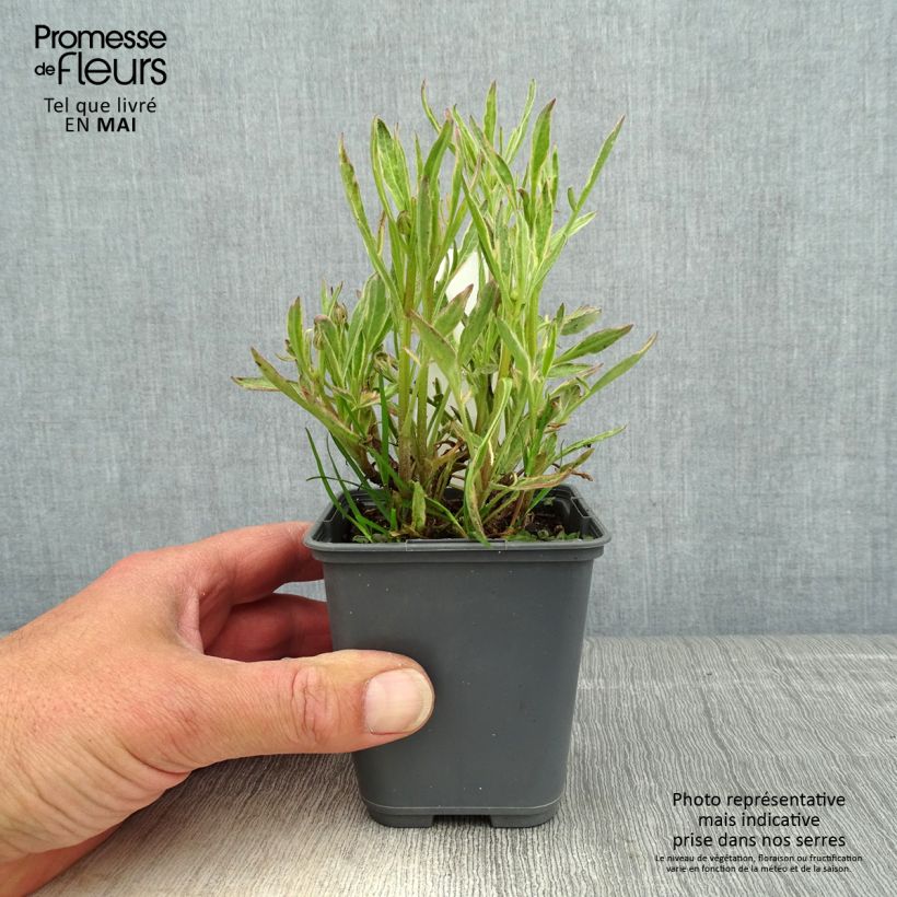 Amostra de Coreópsis Tequila Sunrise Vaso de 8/9 cm tal como entregue na primavera