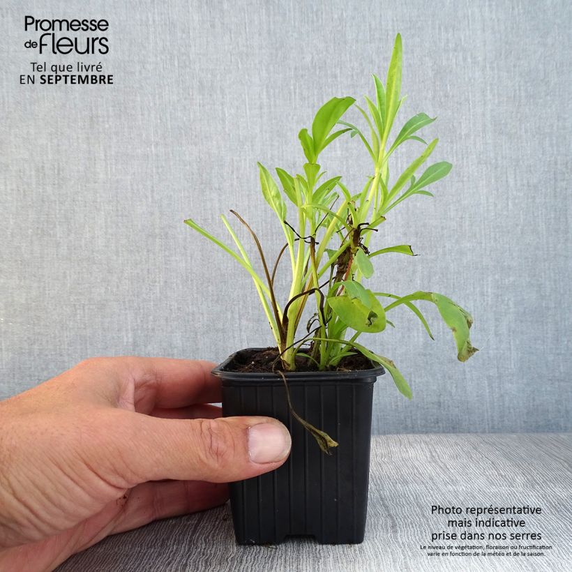 Amostra de Coreópsis grandiflora Badengold Vaso de 8/9 cm tal como entregue no outono