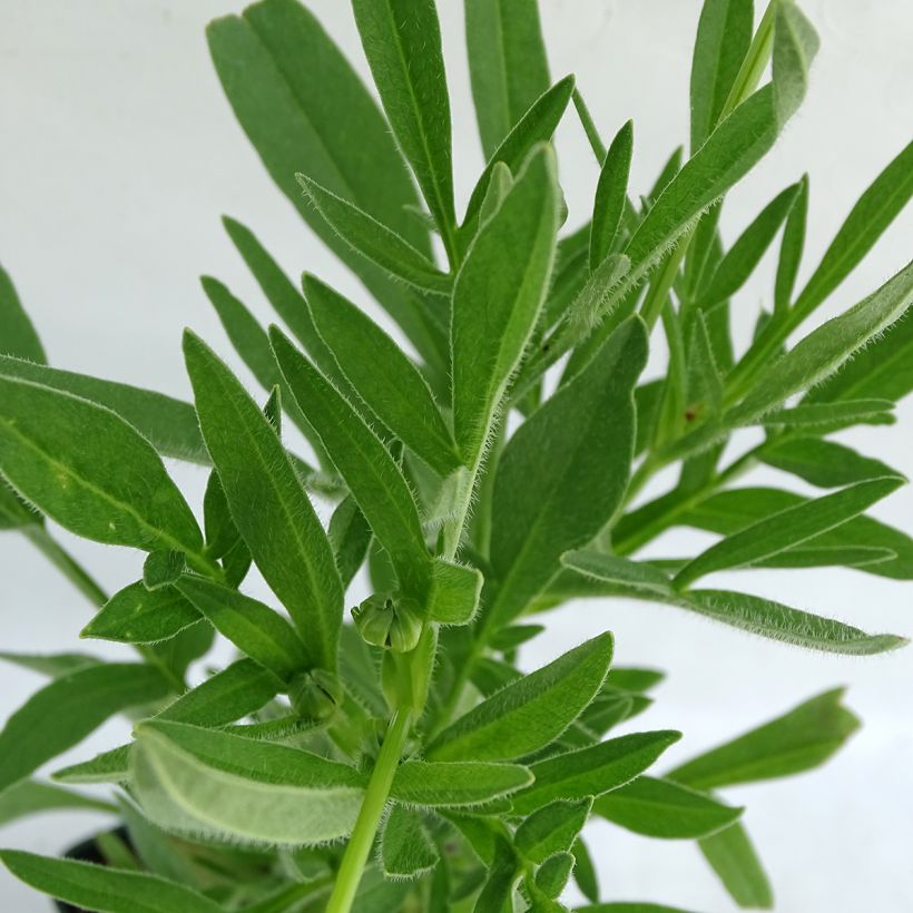 Coreópsis alpinus Early Sunrise (Folhagem)