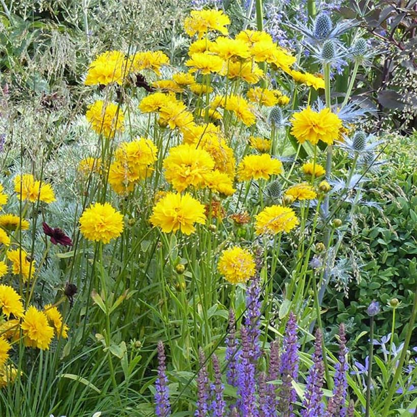 Coreópsis alpinus Early Sunrise (Hábito)