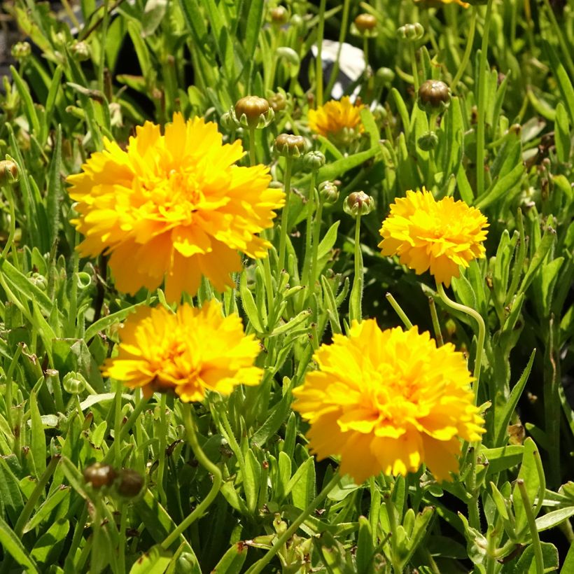 Coreópsis alpinus Early Sunrise (Floração)