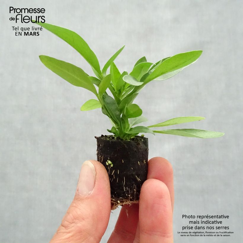 Amostra de Coréopsis annuel Sunstar Orange Mini-torrão Ø 3/4 cm tal como entregue na primavera