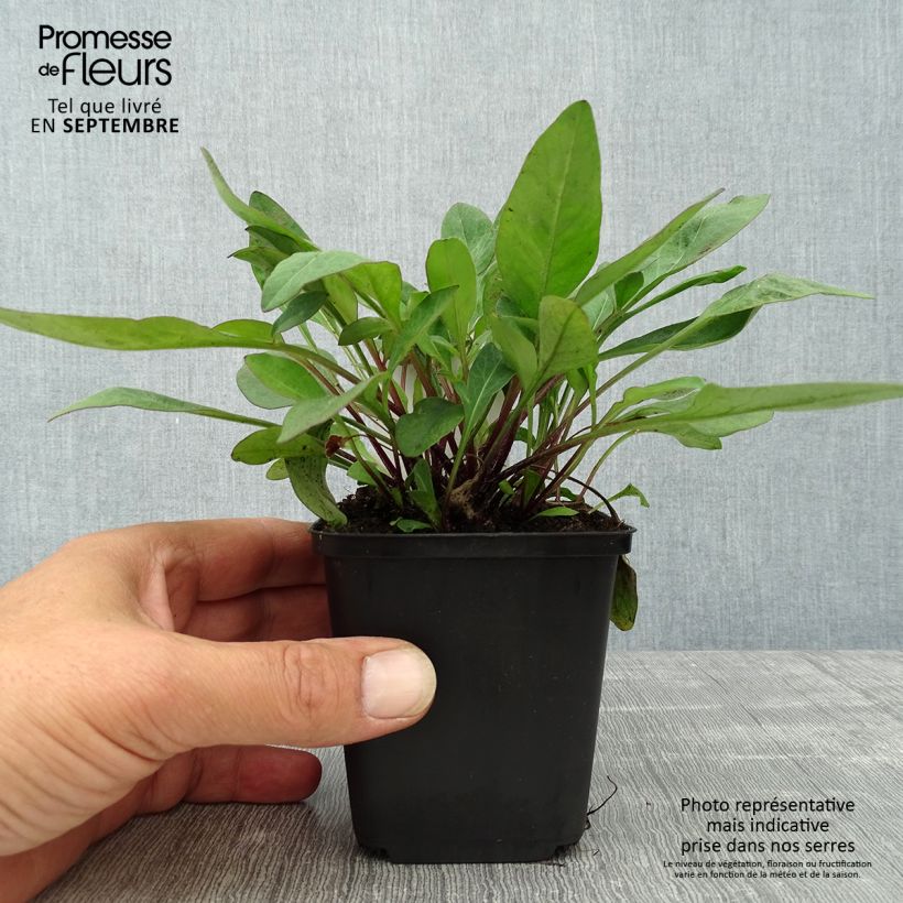 Amostra de Coreópsis auriculata Elfin Gold Vaso de 8/9 cm tal como entregue no outono
