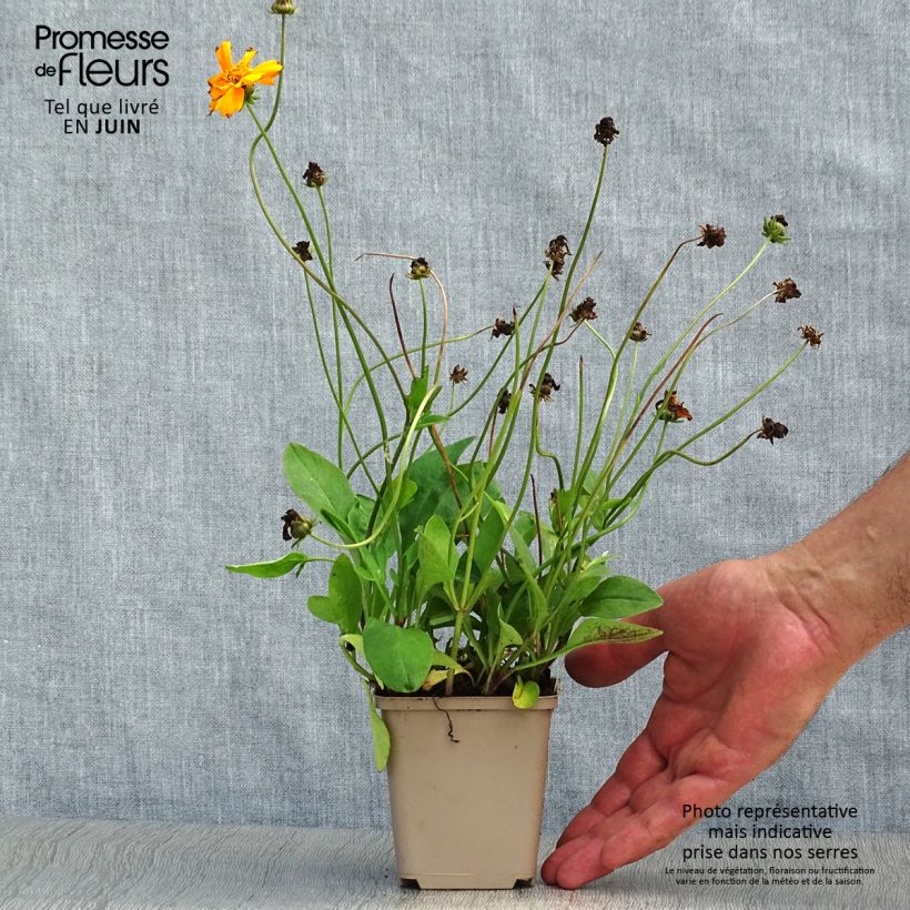 Amostra de Coreópsis auriculata Nana Vaso de 8/9 cm tal como entregue no verão
