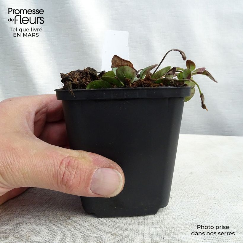 Amostra de Coreópsis auriculata Nana Vaso de 8/9 cm tal como entregue na primavera