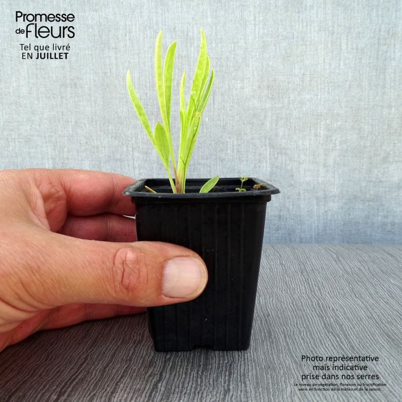 Amostra de Coreópsis grandiflora Louis d'Or Vaso de 7/8 cm tal como entregue no verão