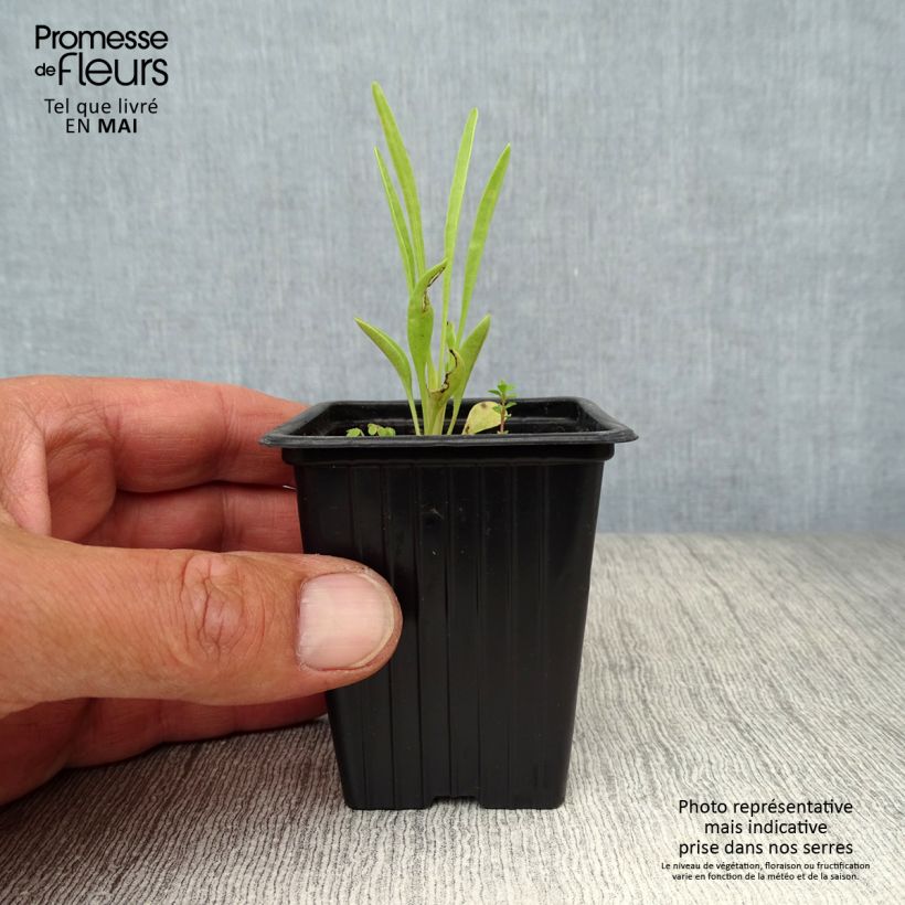 Amostra de Coreópsis grandiflora Louis d'Or Vaso de 7/8 cm tal como entregue na primavera