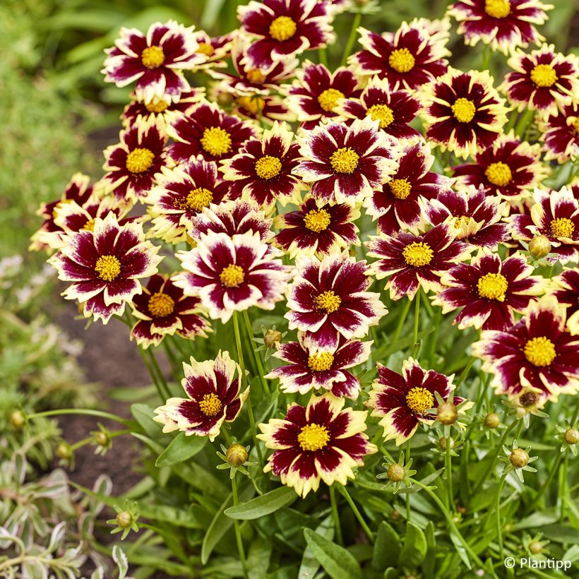 Coreópsis grandiflora Solar Fancy (Floração)