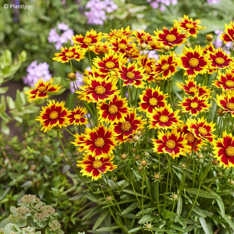 Coreópsis grandiflora Solar Jewel (Floração)