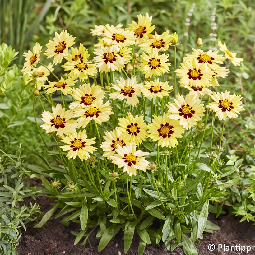 Coreópsis grandiflora Solar Moon (Floração)