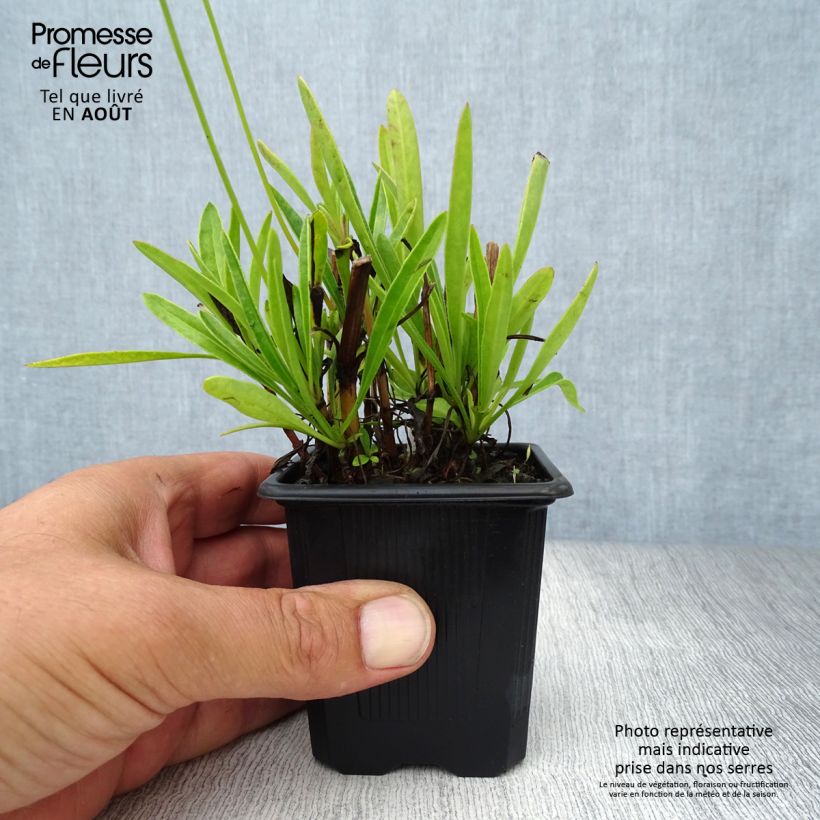Amostra de Coreópsis grandiflora Sonnenkind Vaso de 8/9 cm tal como entregue no verão