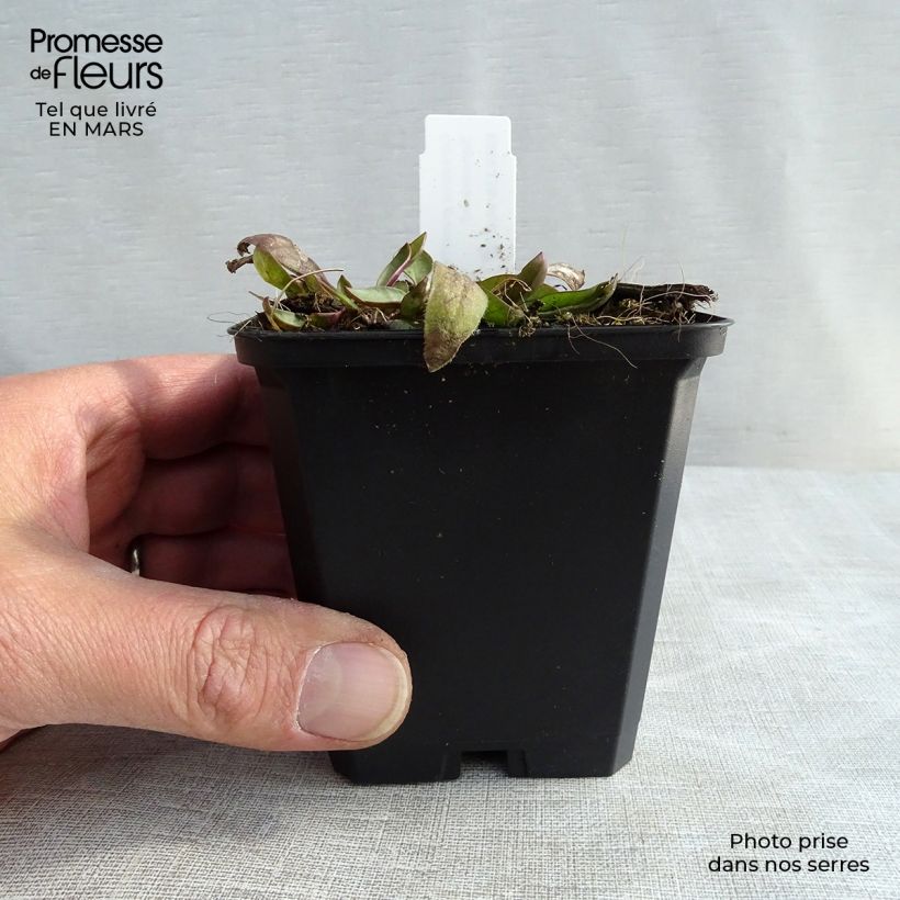 Amostra de Coreópsis grandiflora Sonnenkind Vaso de 8/9 cm tal como entregue na primavera