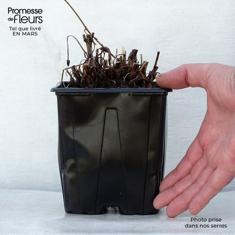 Amostra de Coreópsis grandiflora Sonnenkind Vaso de 2 L/3 L tal como entregue na primavera