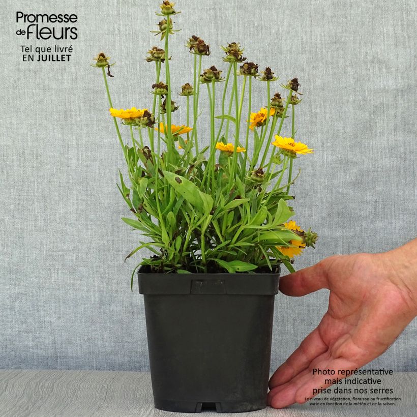 Amostra de Coreópsis grandiflora Sonnenkind Vaso de 2 L/3 L tal como entregue no verão