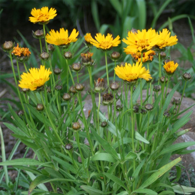 Coreopsis grandiflora Sunray (Hábito)