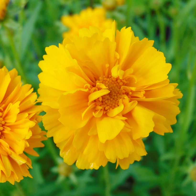 Coreopsis grandiflora Sunray (Floração)