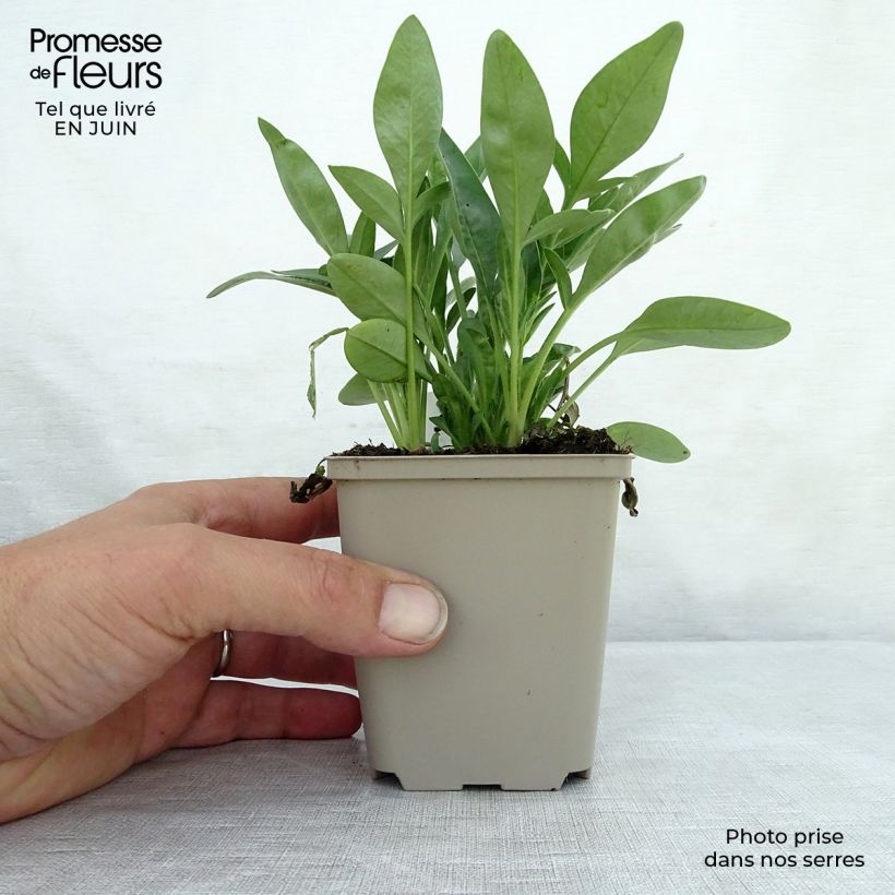 Amostra de Coreopsis grandiflora Sunray Vaso de 8/9 cm tal como entregue no verão