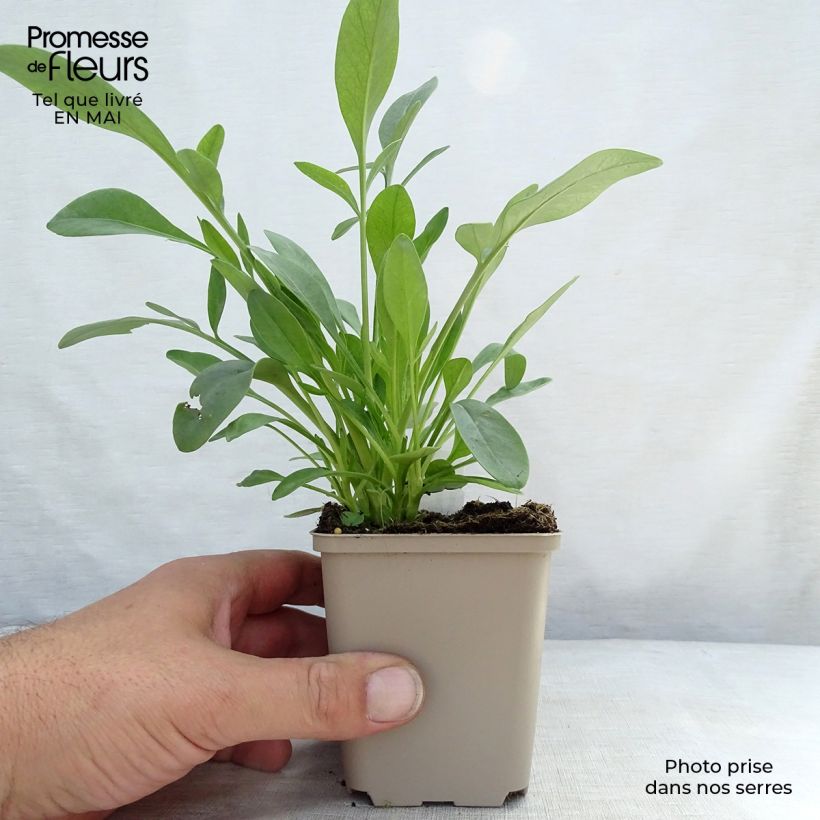 Amostra de Coreopsis grandiflora Sunray Vaso de 8/9 cm tal como entregue na primavera