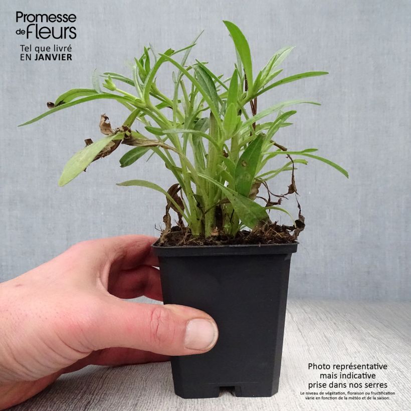 Amostra de Coreopsis grandiflora Sunray - Coréopsis à grandes fleurs Vaso de 8/9 cm tal como entregue no inverno