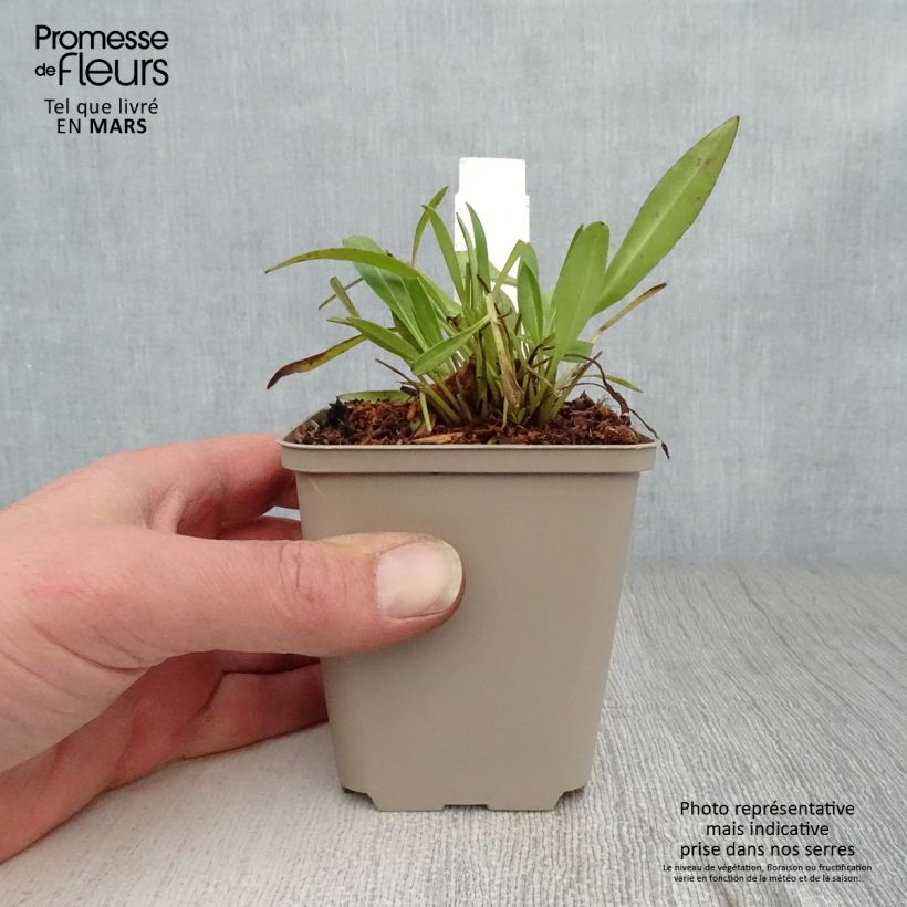 Amostra de Coreópsis lanceolata Baby Gold Vaso de 8/9 cm tal como entregue na primavera