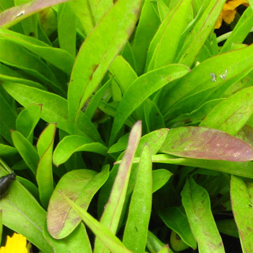 Coreópsis lanceolata Goldfink (Folhagem)