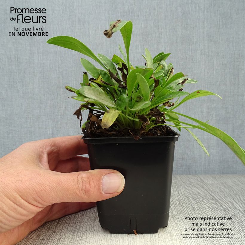 Amostra de Coreópsis lanceolata Sterntaler Vaso de 8/9 cm tal como entregue no outono