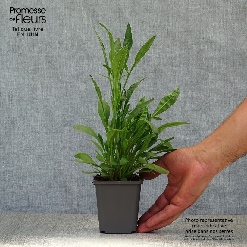 Amostra de Coreópsis lanceolata Sterntaler Vaso de 8/9 cm tal como entregue no verão