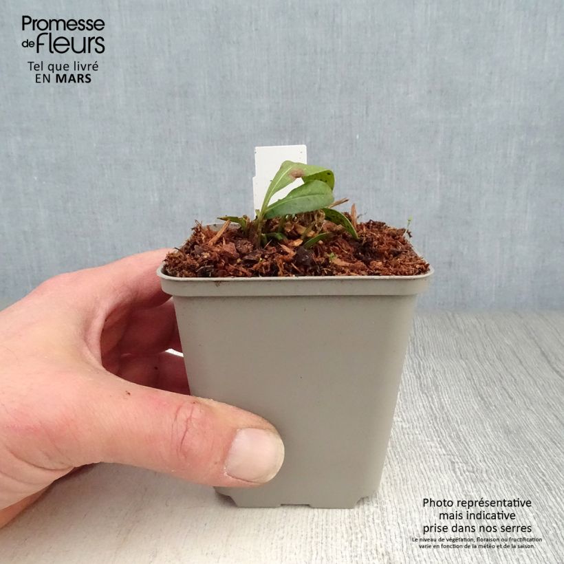 Amostra de Coreópsis lanceolata Walter Vaso de 8/9 cm tal como entregue na primavera