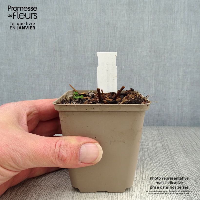 Amostra de Coreopsis major Vaso de 8/9 cm tal como entregue no inverno