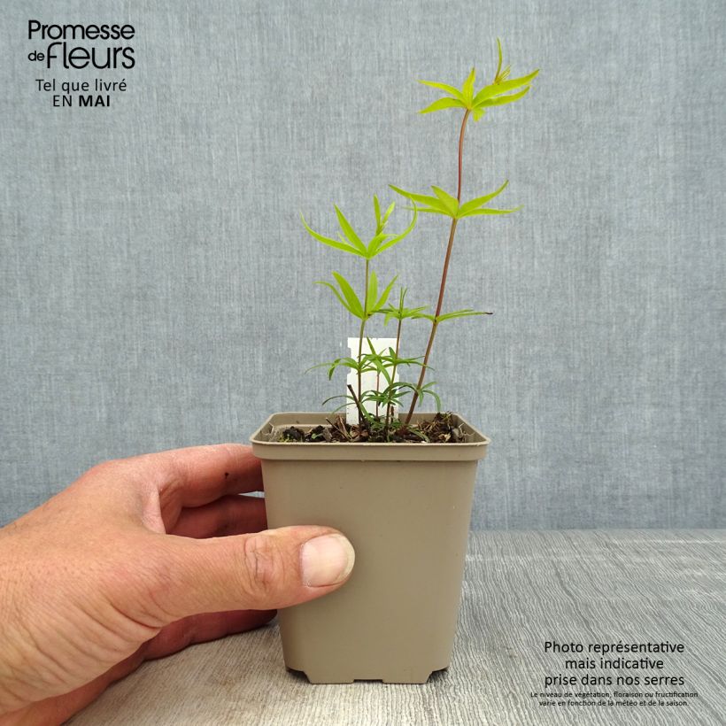 Amostra de Coreópsis major Vaso de 8/9 cm tal como entregue na primavera