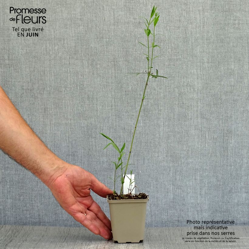 Amostra de Coreópsis palmata Vaso de 8/9 cm tal como entregue no verão