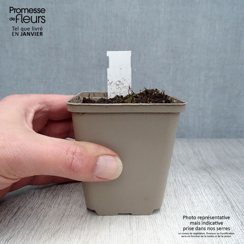 Amostra de Coreopsis palmata Vaso de 8/9 cm tal como entregue no inverno