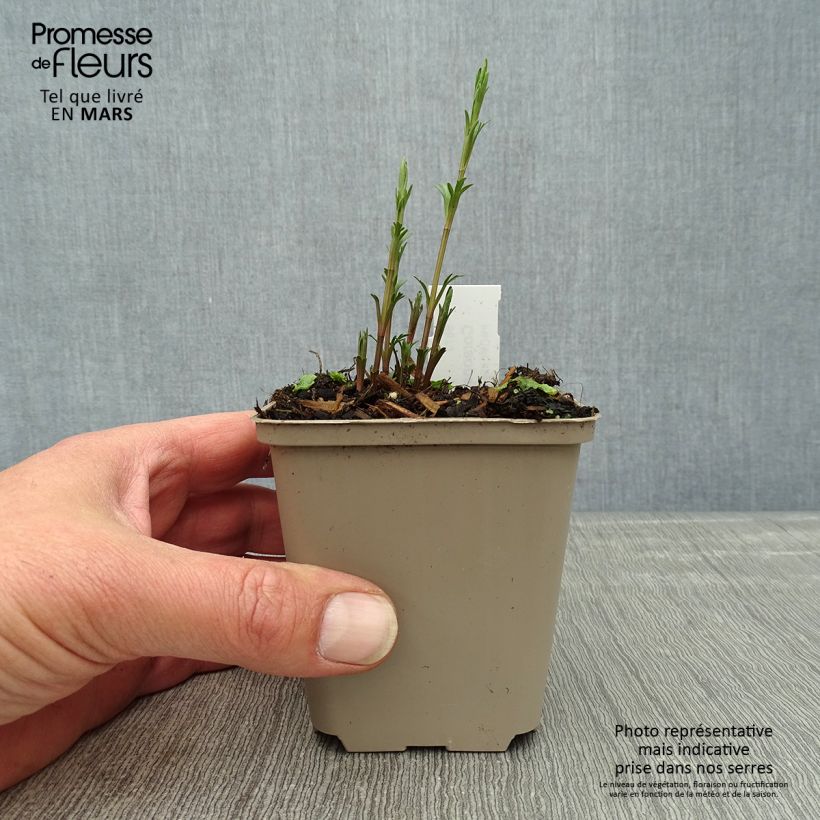 Amostra de Coreópsis palmata Vaso de 8/9 cm tal como entregue na primavera