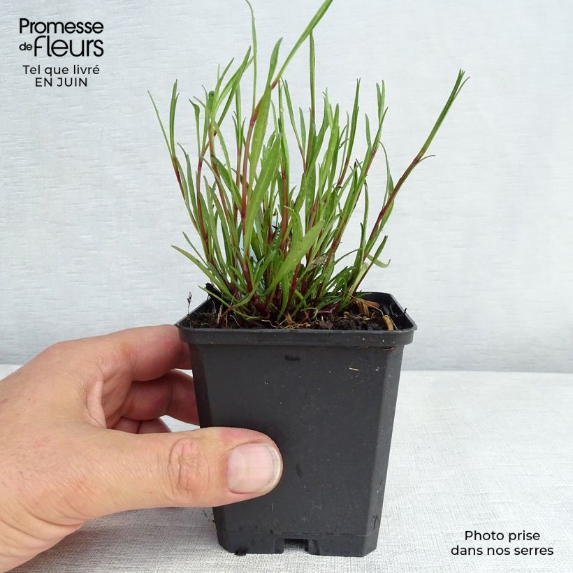 Amostra de Coreópsis rosea American Dream Vaso de 8/9 cm tal como entregue no verão