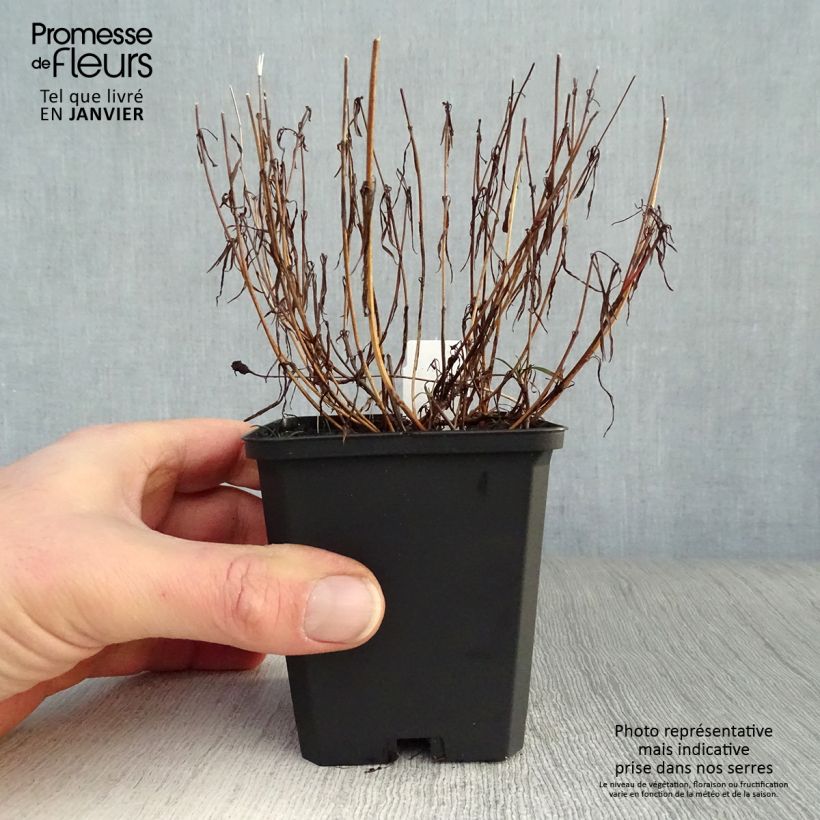 Amostra de Coreopsis rosea American Dream Vaso de 8/9 cm tal como entregue no inverno