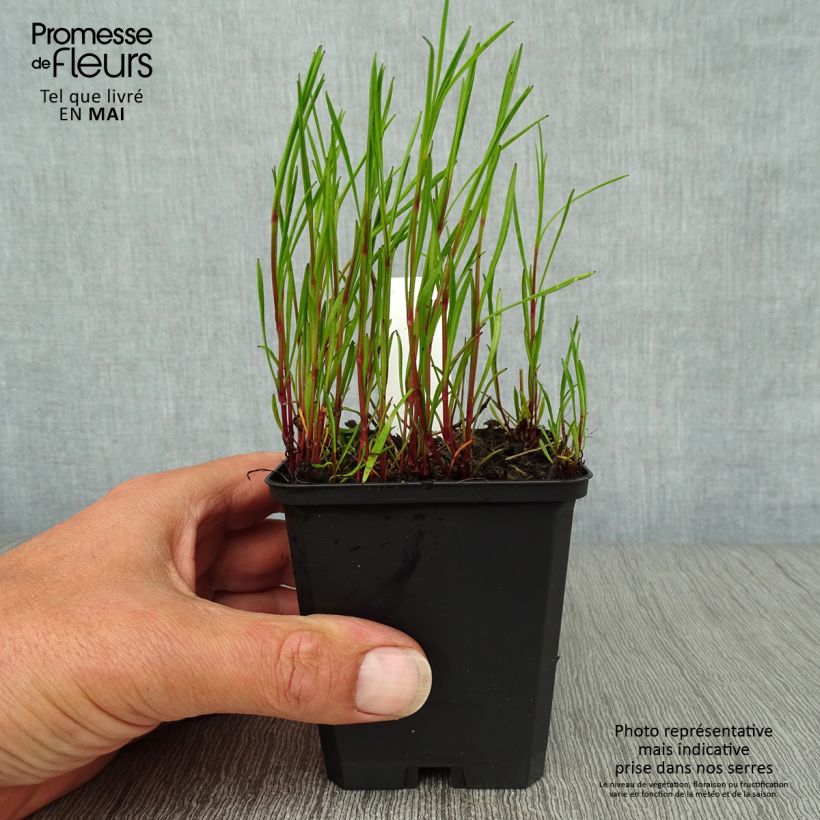 Amostra de Coreópsis rosea American Dream Vaso de 8/9 cm tal como entregue na primavera